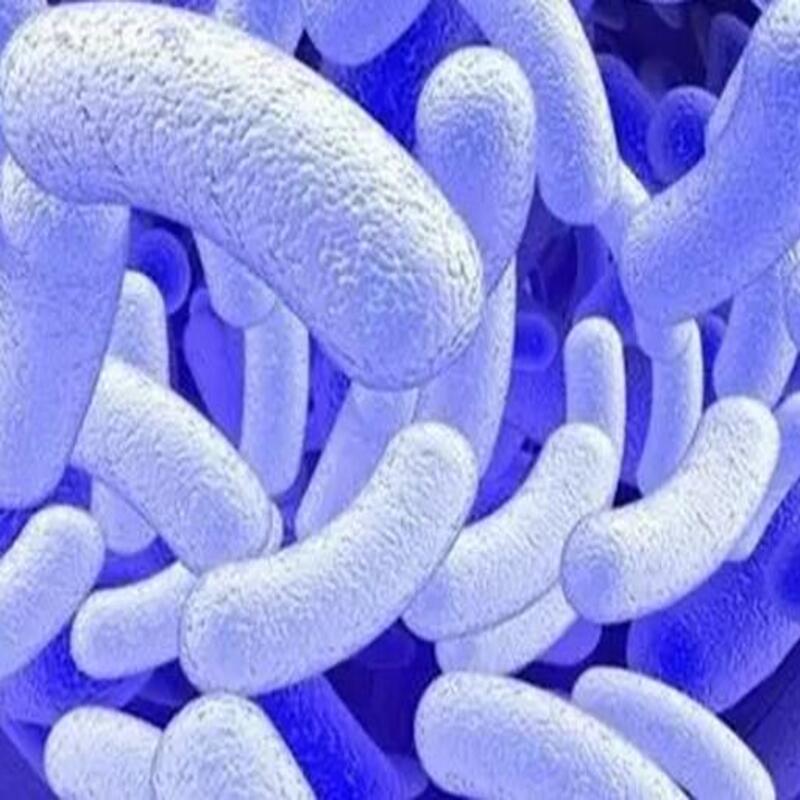 Plastic Degradation Technology: A Green Hope for Relieving the Earth's Burden